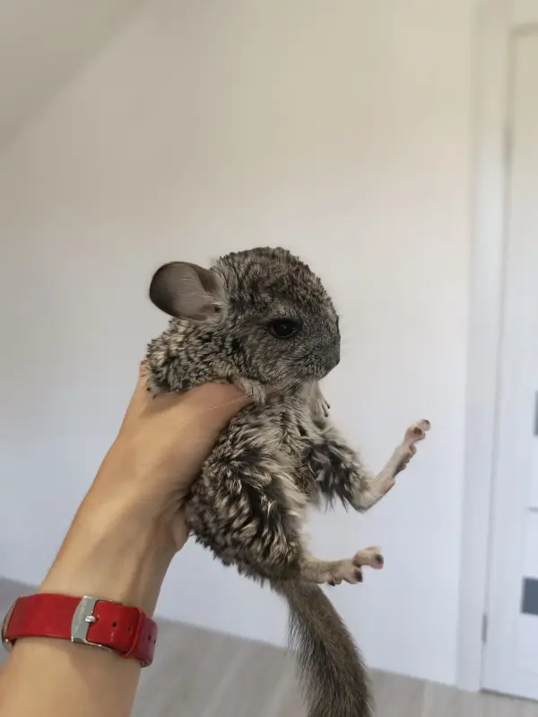Животные