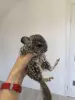 Животные