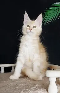 Котенок Мейн Кун крупный