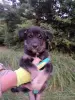 Щенки