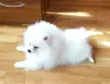 Мальчик белого померанского шпица