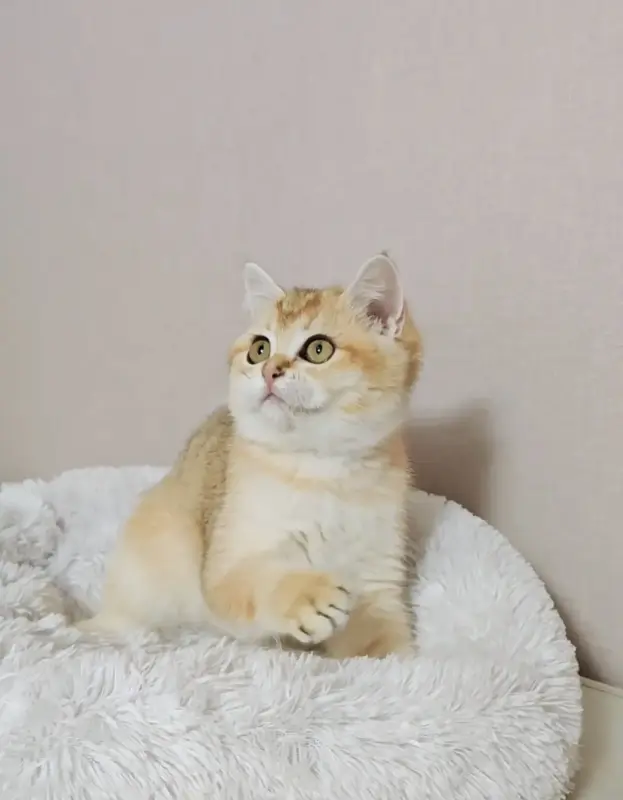 Шотладская золотая кукольная девочка