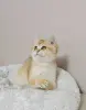 Шотладская золотая кукольная девочка