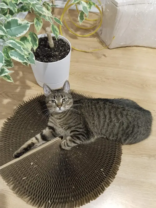 Кошка Рысья в добрые руки срочно