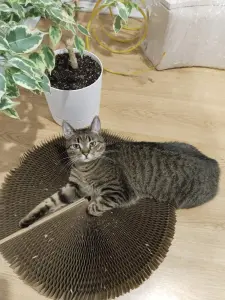 Кошка Рысья в добрые руки срочно