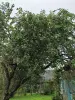 Продам дом в деревне Волки Поставского района
