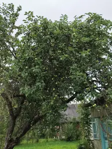 Продам дом в деревне Волки Поставского района