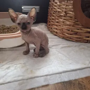 Котята