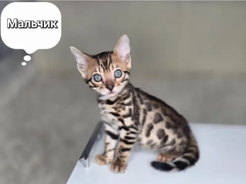 Котята