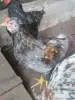 Продам молодых петухов