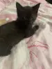 Котята-Детки потеряли родителей, ау мама и папа и выгде? Милые булочки, кушают все как хомяки, ходят в лоток, невероятно шладкие круасанчики😋😊😍