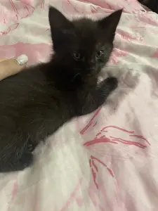 Котята-Детки потеряли родителей, ау мама и папа и выгде? Милые булочки, кушают все как хомяки, ходят в лоток, невероятно шладкие круасанчики😋😊😍