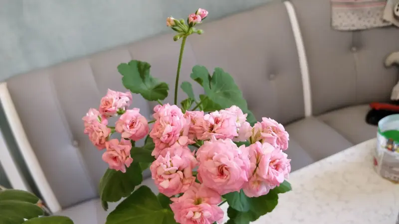 Розебудная цветущая герань Antique Rose
