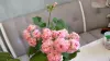 Розебудная цветущая герань Antique Rose