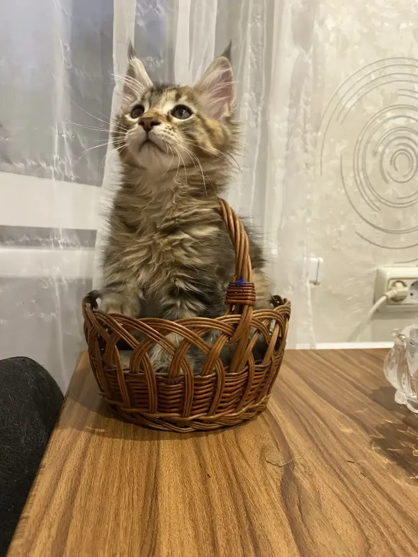 Котята мейн-кун