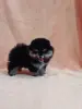 Девочка померанский шпиц.