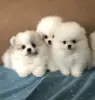 Щенки померанский шпиц
