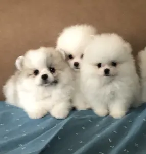 Щенки померанский шпиц