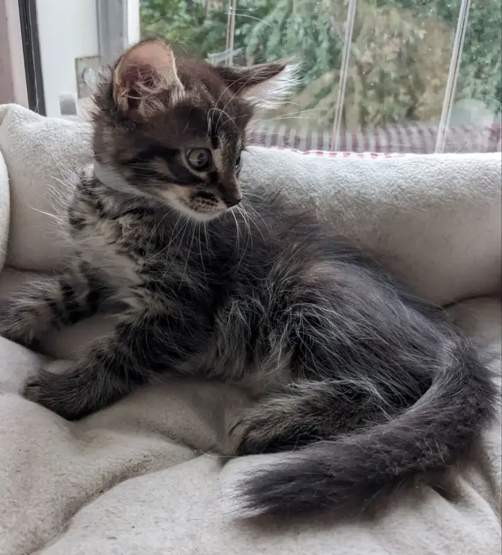 котята