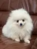 Белый померанский шпиц