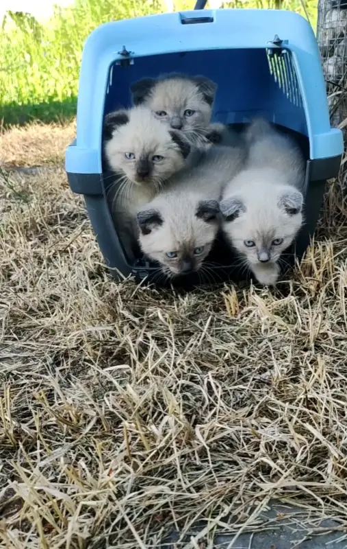Котята