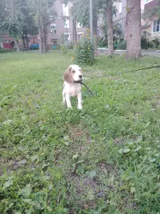 Щенки бигль