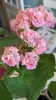 Розебудная цветущая герань Antique Rose