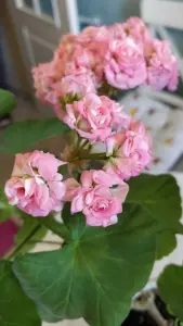 Розебудная цветущая герань Antique Rose