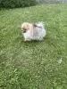 Щенки померанского шпица