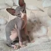 Сфинксики