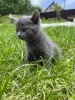 Шотландские вислоухие котята