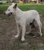 Отдам щенков