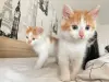 Кошки - Котята в добрые руки - Вся Беларусь - Фото 2 Котята в добрые руки - Вся Беларусь - 212445 - Доска объявлений Kupika.by - Фото 2