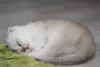 Котята шотландские вислоухие