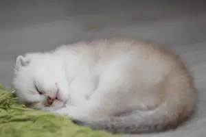 Котята шотландские вислоухие