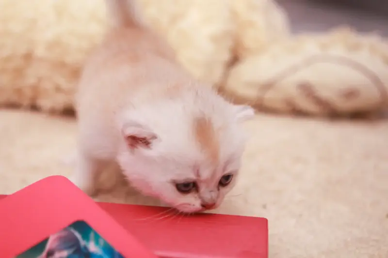 Котята шотландские вислоухие