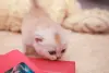 Котята шотландские вислоухие