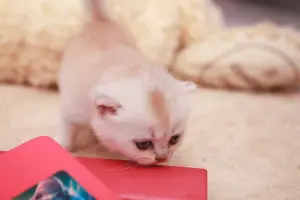 Котята шотландские вислоухие