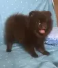 Кому шоколадного медвежонка?