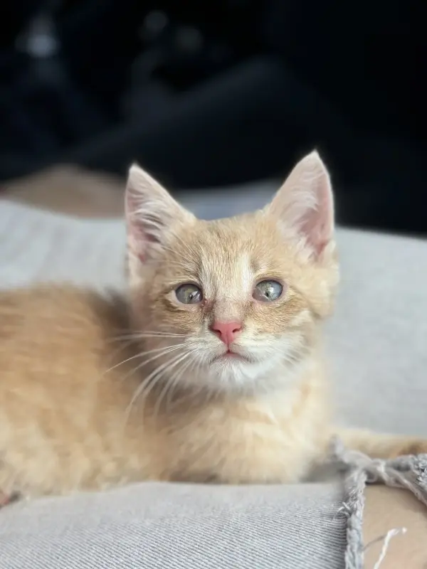 Котенок мальчик 1-2 месяца