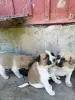 Отдам в хорошие руки