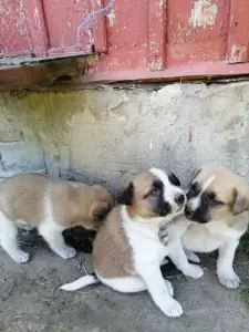 Отдам в хорошие руки
