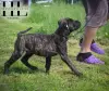 Бульмастиф щенок из племенного питомника