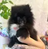 Померанский шпиц мини мальчик