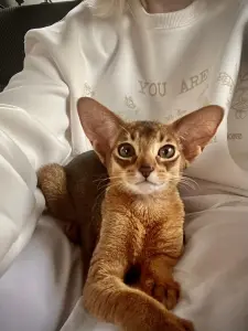 Абиссинский котёнок