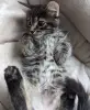 котята