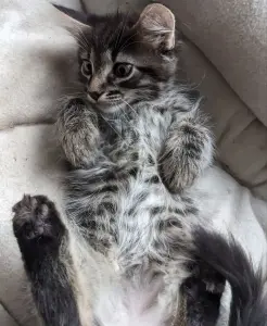 котята