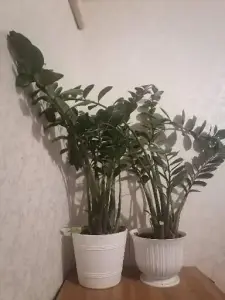 Комнатные растения
