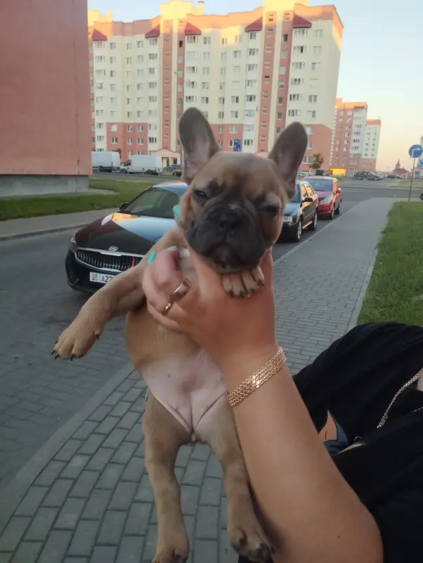 Французские бульдоги