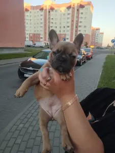 Французские бульдоги